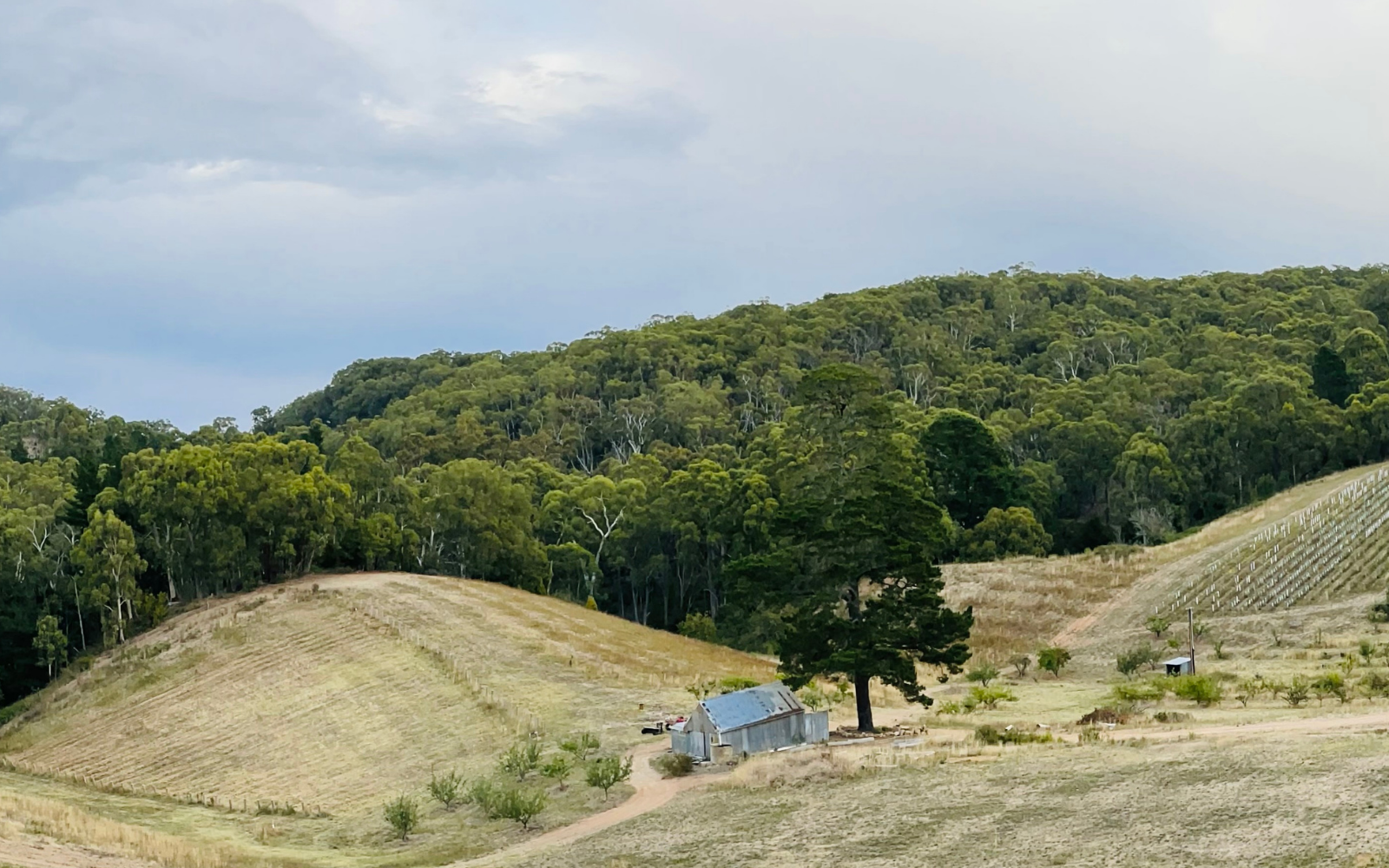 Rolling hills with vineyard in foreground and stringy bark forest in the background. Overlaid text Tagai Vineyards and Cellar Door, Lenswood South Australia