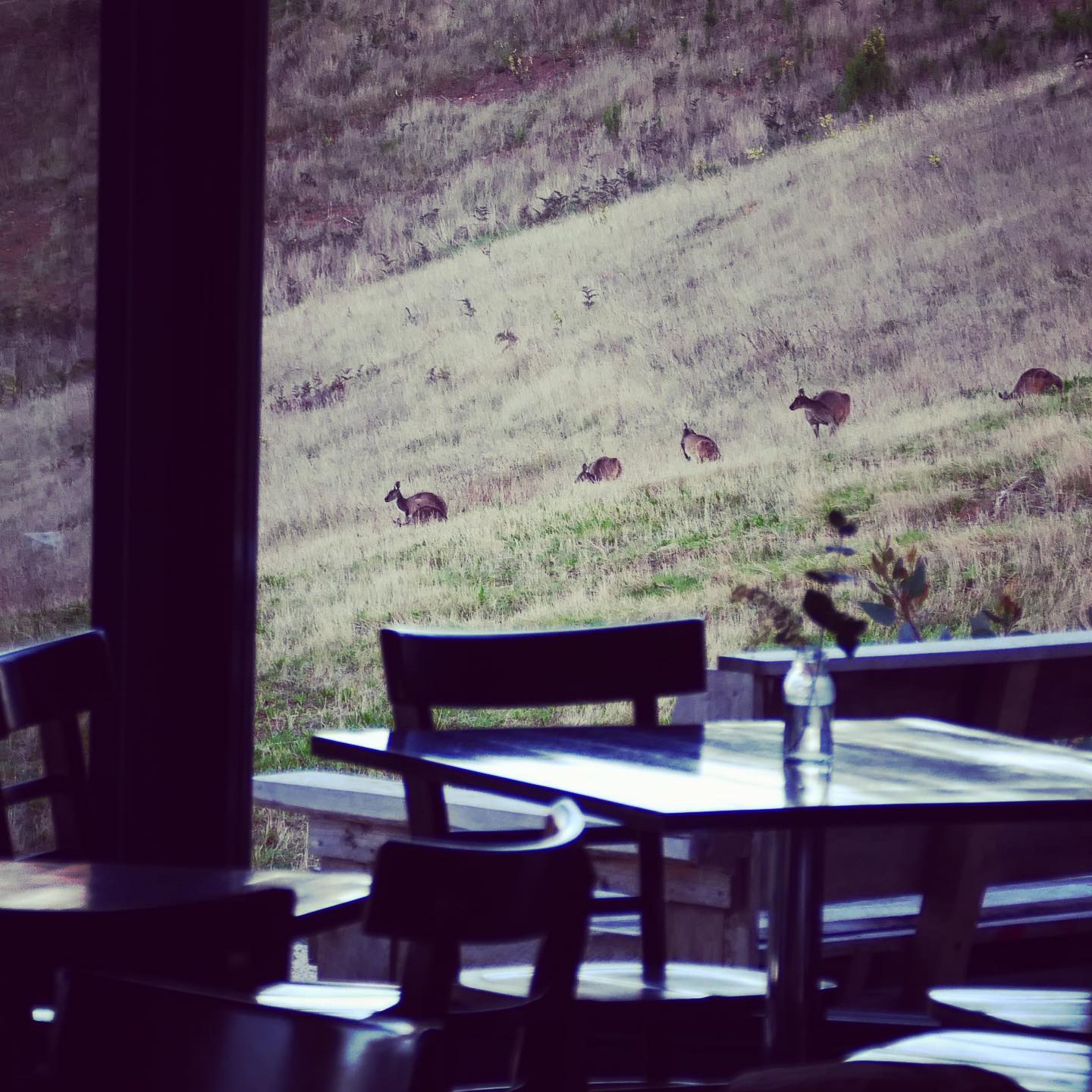 View looking out from cellar door to see 5 kangaroos grazing in the grass beyond.